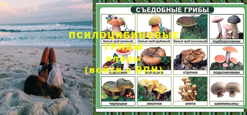 Псилоцибиновые грибы Psilocybe  купить наркоту  Белоярский 